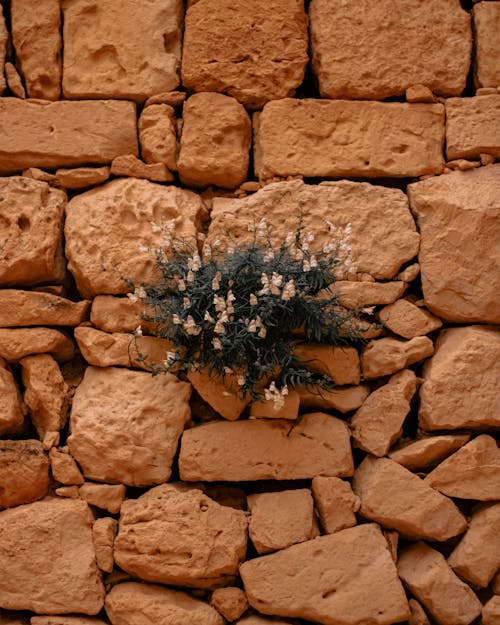 Free A plant growing in a stone wall Stock Photo