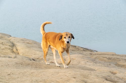 A Dog Walking on a Beach 