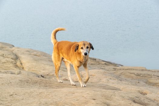Charming lone dog exploring a serene rocky beach by the tranquil water.