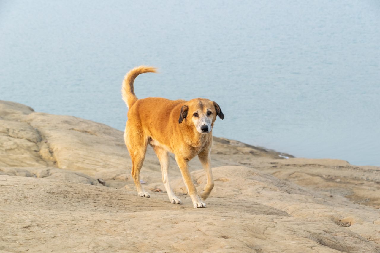 charming lone dog exploring a serene rocky beach by the tranquil water