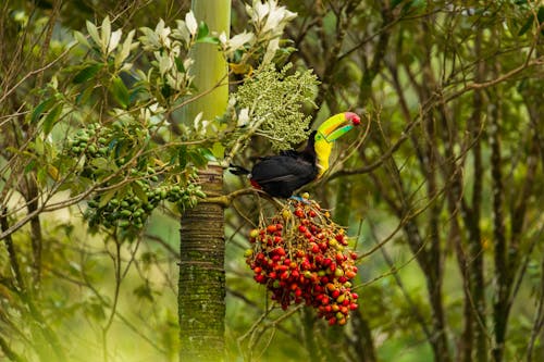 Immagine gratuita di alberi, animale, fotografia naturalistica