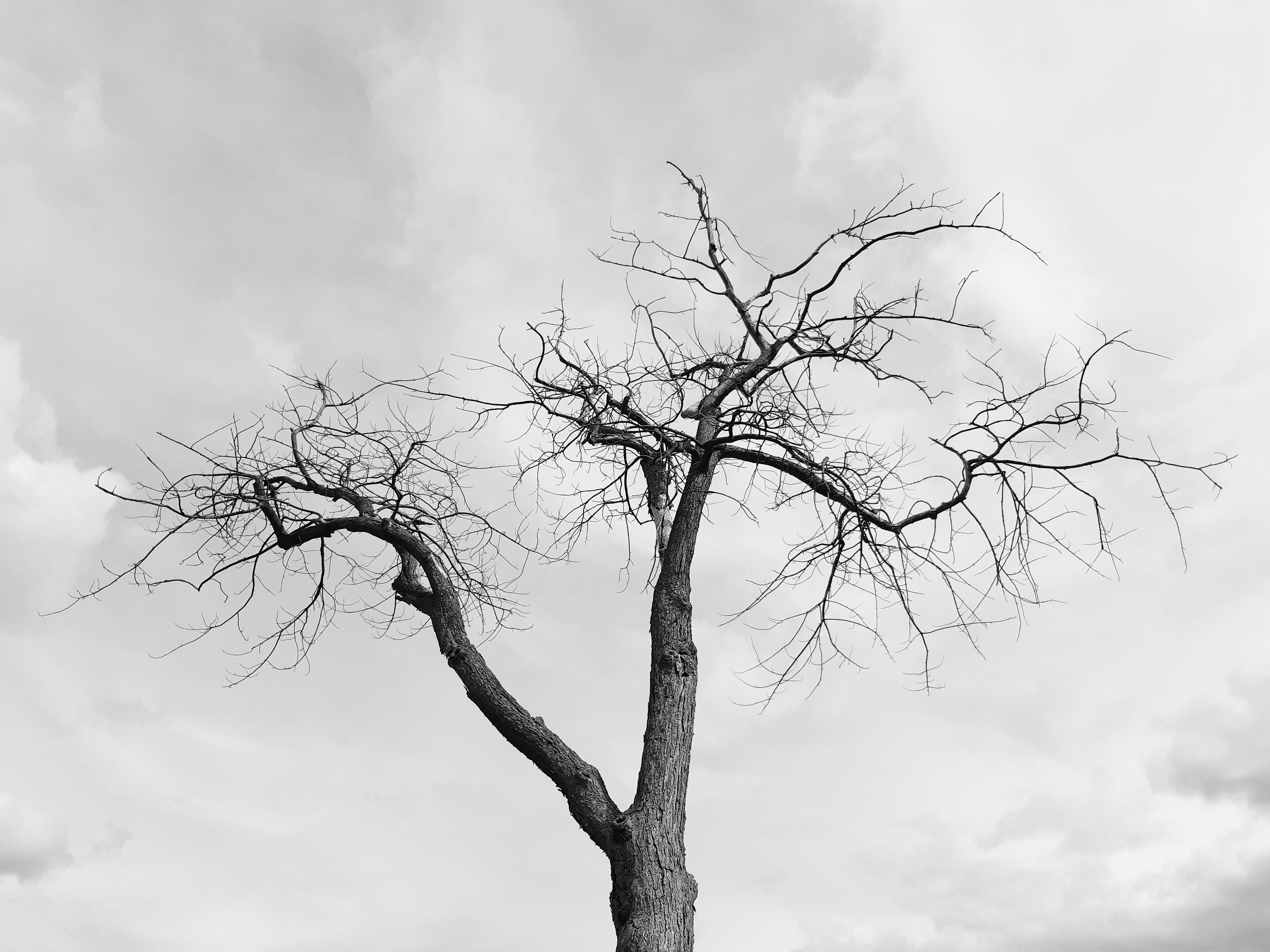 Bare leafless tree against autumn sky — fall storm preparation tree pruning Surrey BC