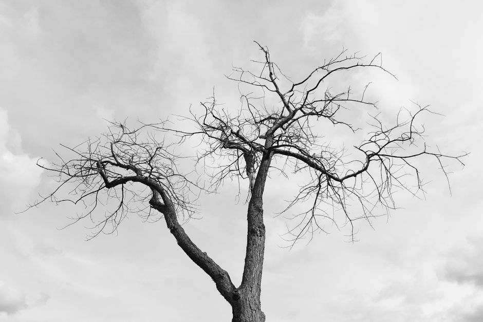 Bare leafless tree against autumn sky — fall storm preparation tree pruning Surrey BC