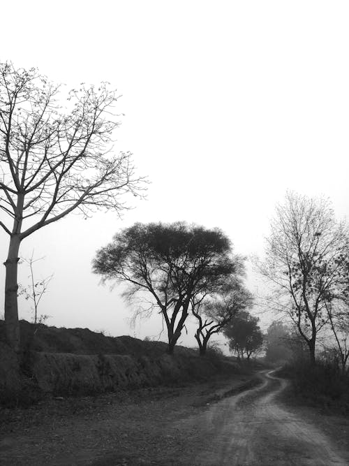Foto d'estoc gratuïta de arbres, camí de carro, rural
