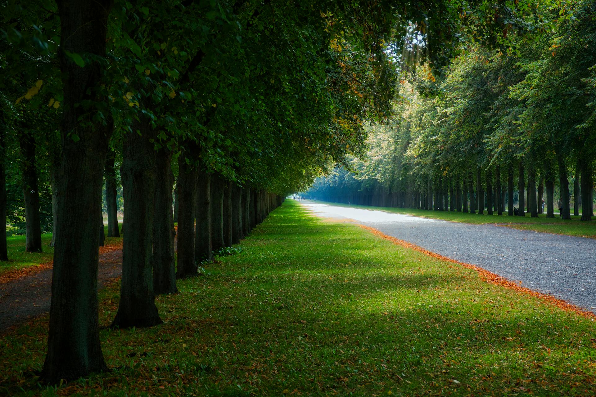 A serene tree-lined alley in a Hannover park, showcasing lush greenery and natural beauty.