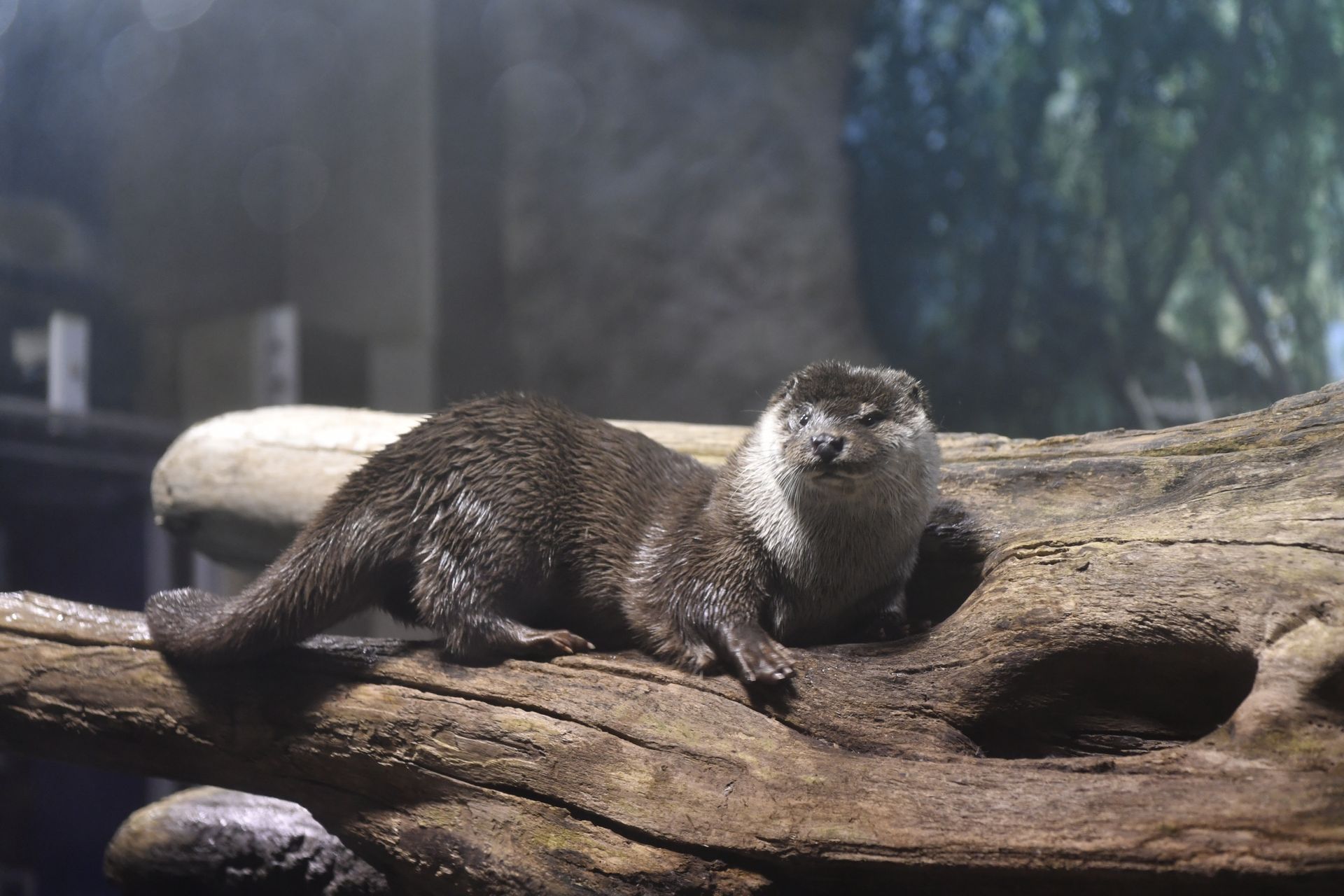 Adorable otter lying on a tree trunk in a wildlife setting, capturing a moment of relaxation.