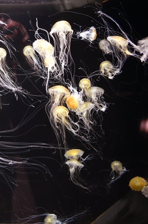 Photos gratuites de aquatique, la vie marine, méduse