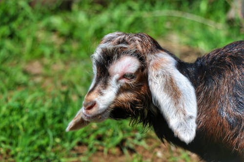 Portrait of Goat Kid