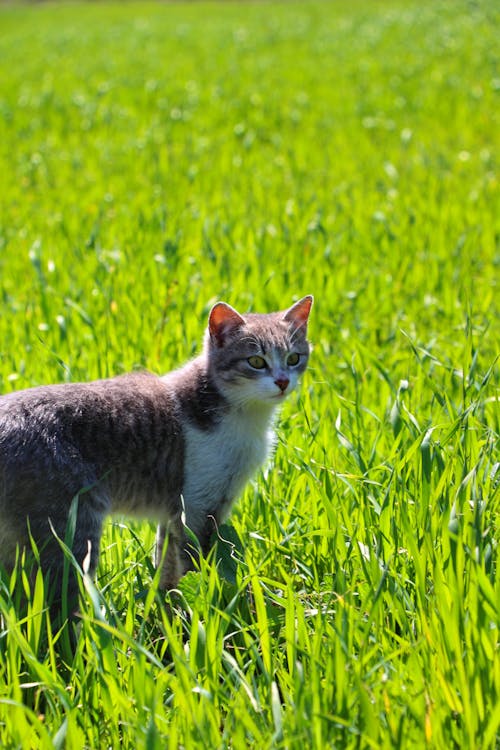 Foto profissional grátis de animais de estimação, bonitinho, de pé