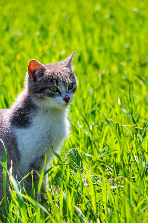 Free Adorable kitten sitting in bright green grass, enjoying a sunny day outdoors. Stock Photo