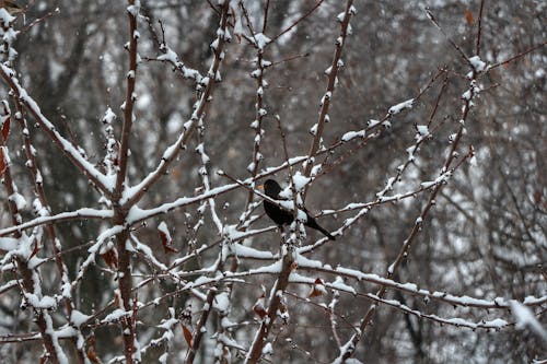 Small Bird on Bare Branches in Snow