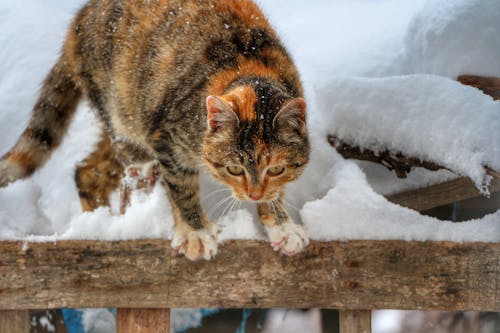 Fotobanka s bezplatnými fotkami na tému domáce zvieratá, domáci, hnedá mourovatá mačka