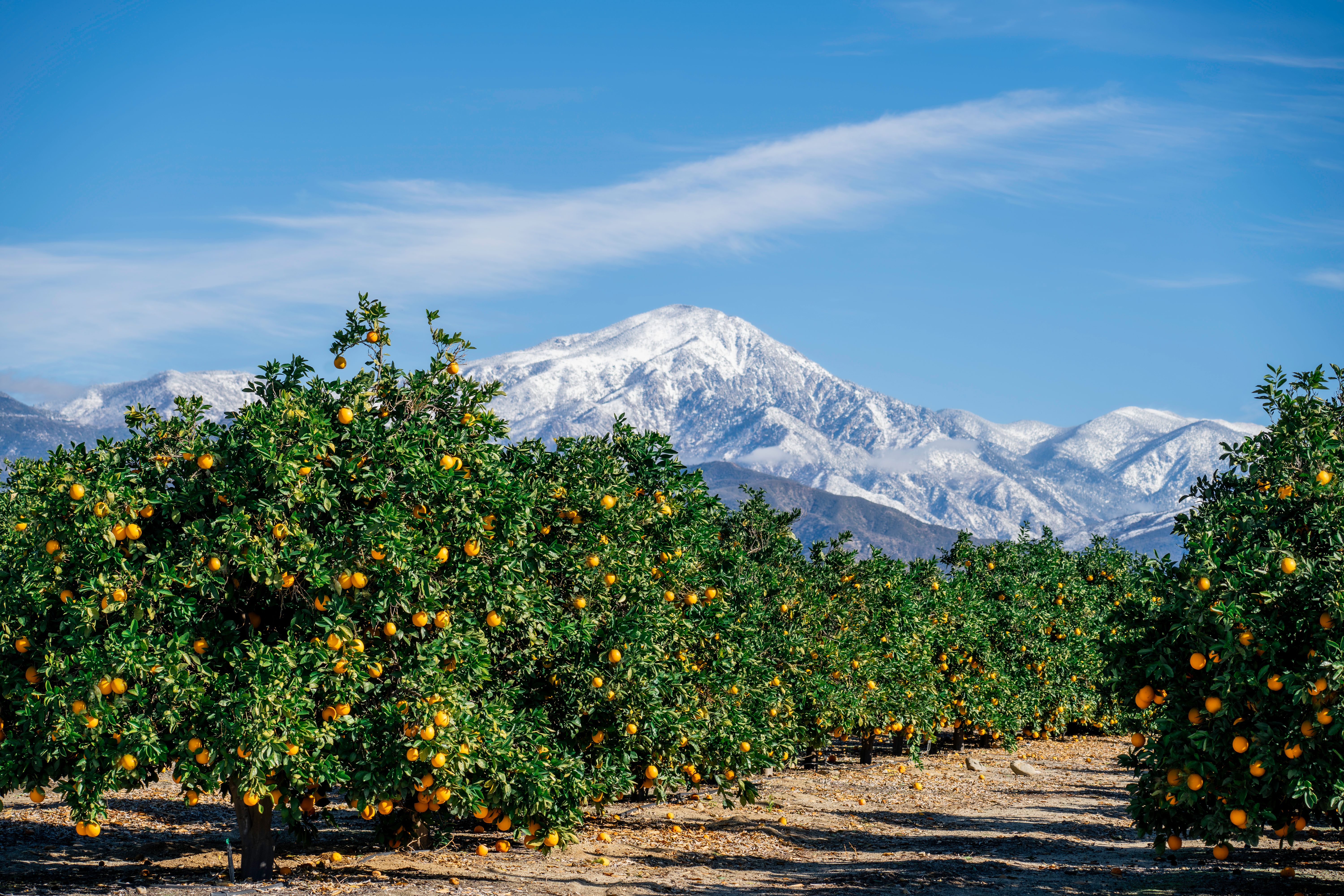 Citrus groves and San Bernardino Mountains near Mentone CA