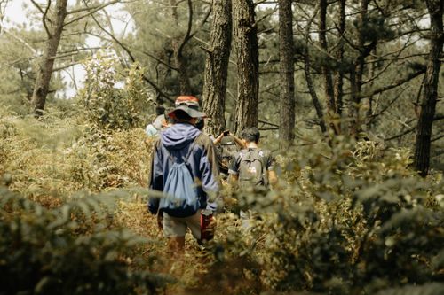 Free A group of hikers exploring a dense forest, enjoying an outdoor adventure surrounded by nature's beauty. Stock Photo