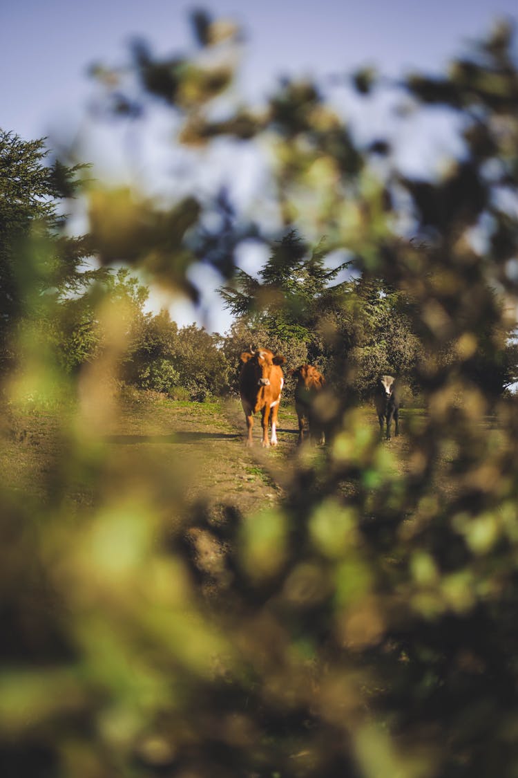 Grazing Cows