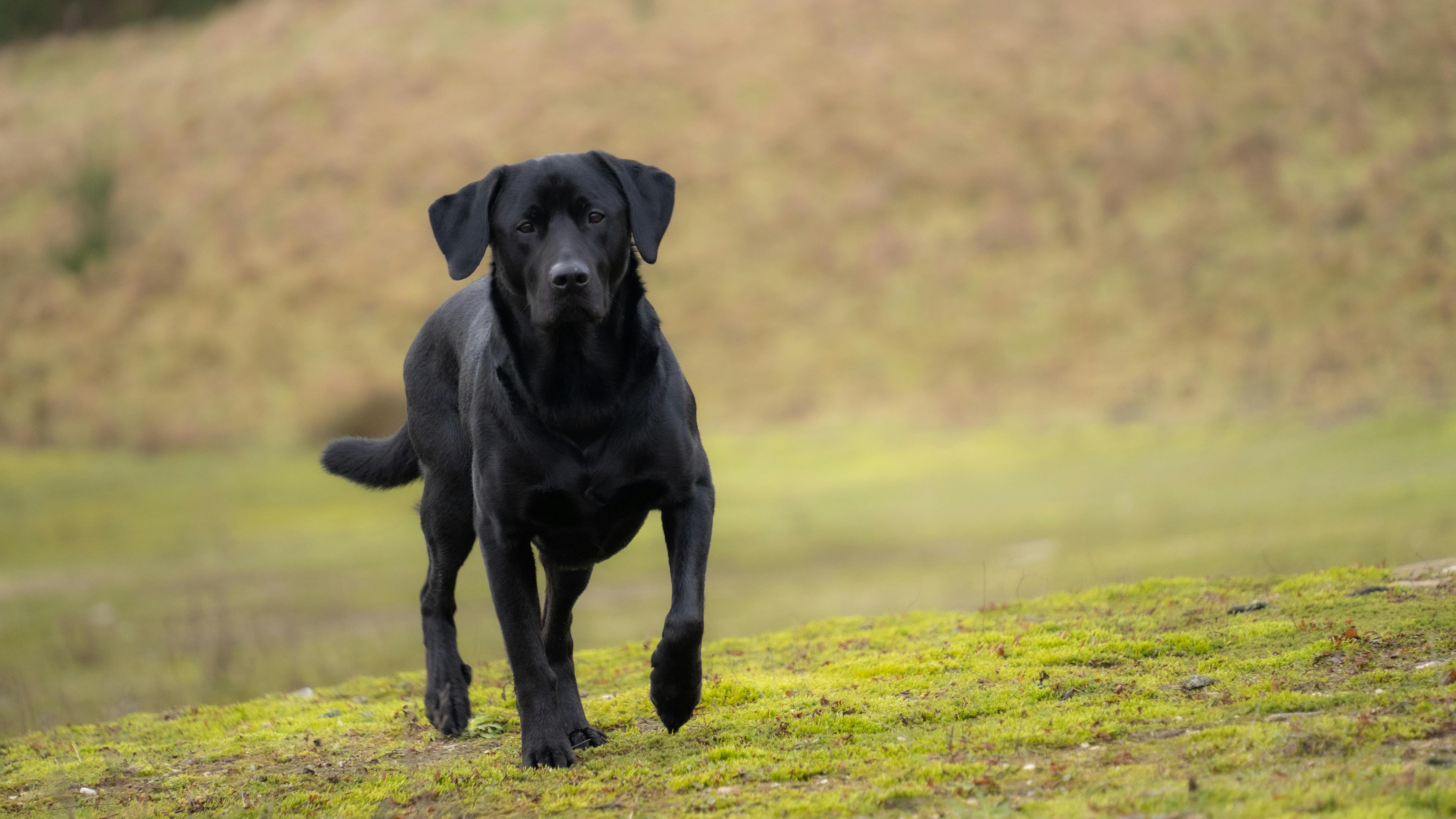 A Black Labrador Retriever Walking Outside