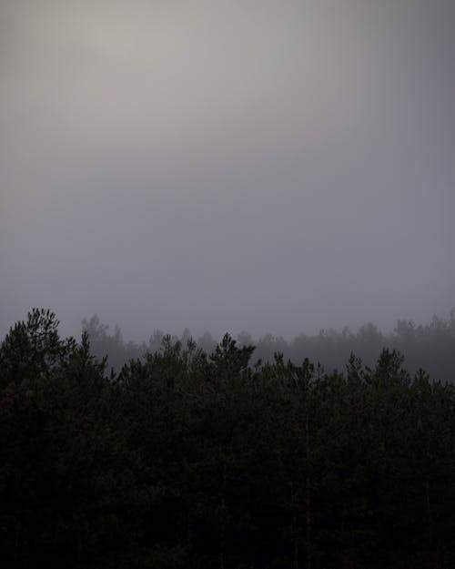 View of a Coniferous Forest under a Cloudy Sky 