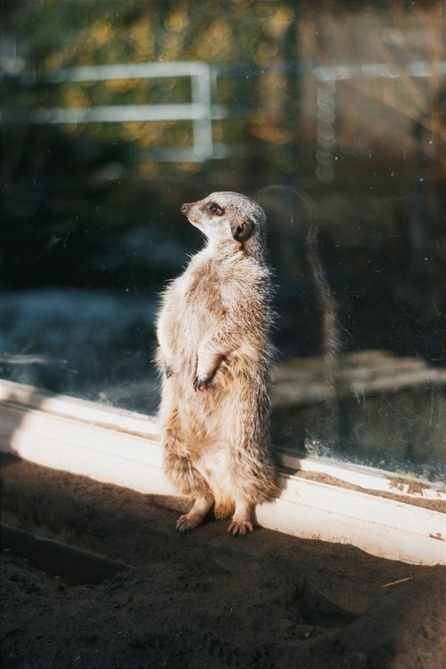 Free A meerkat stands upright against a glass window in a zoo, basking in sunlight. Stock Photo