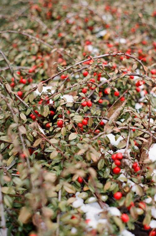 Close-up of a Shrub with Red Berries 