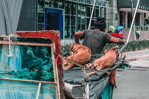 Základová fotografie zdarma na téma malování, město, město – výzva