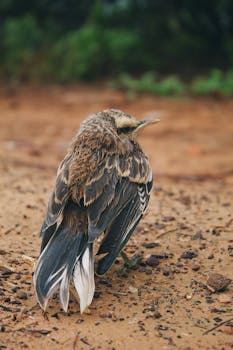 Close-up shot of a Chalk-Browed Mockingbird standing on sandy ground in Brazil.
