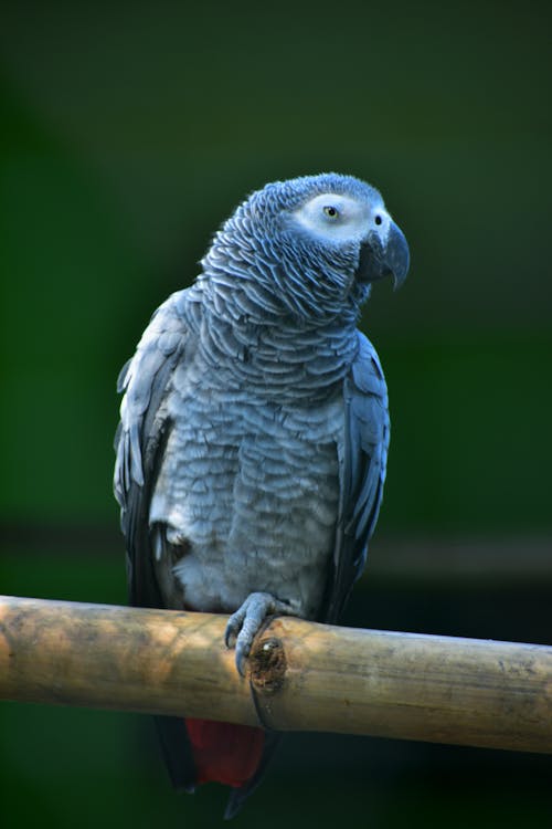A grey and white parrot