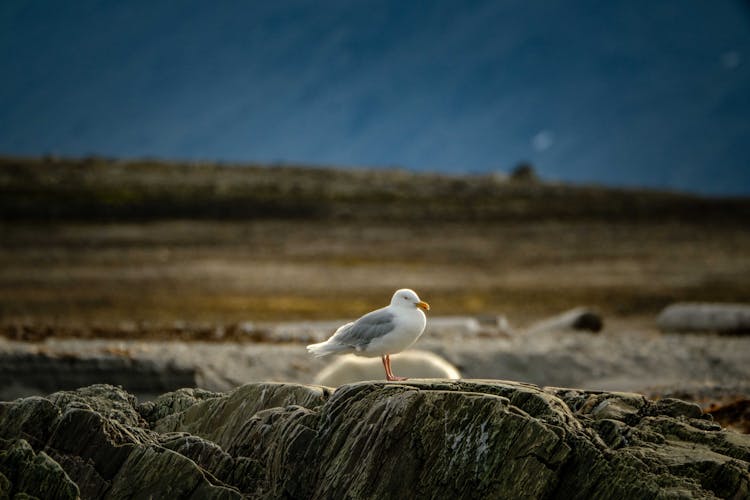 Seagull On Rock