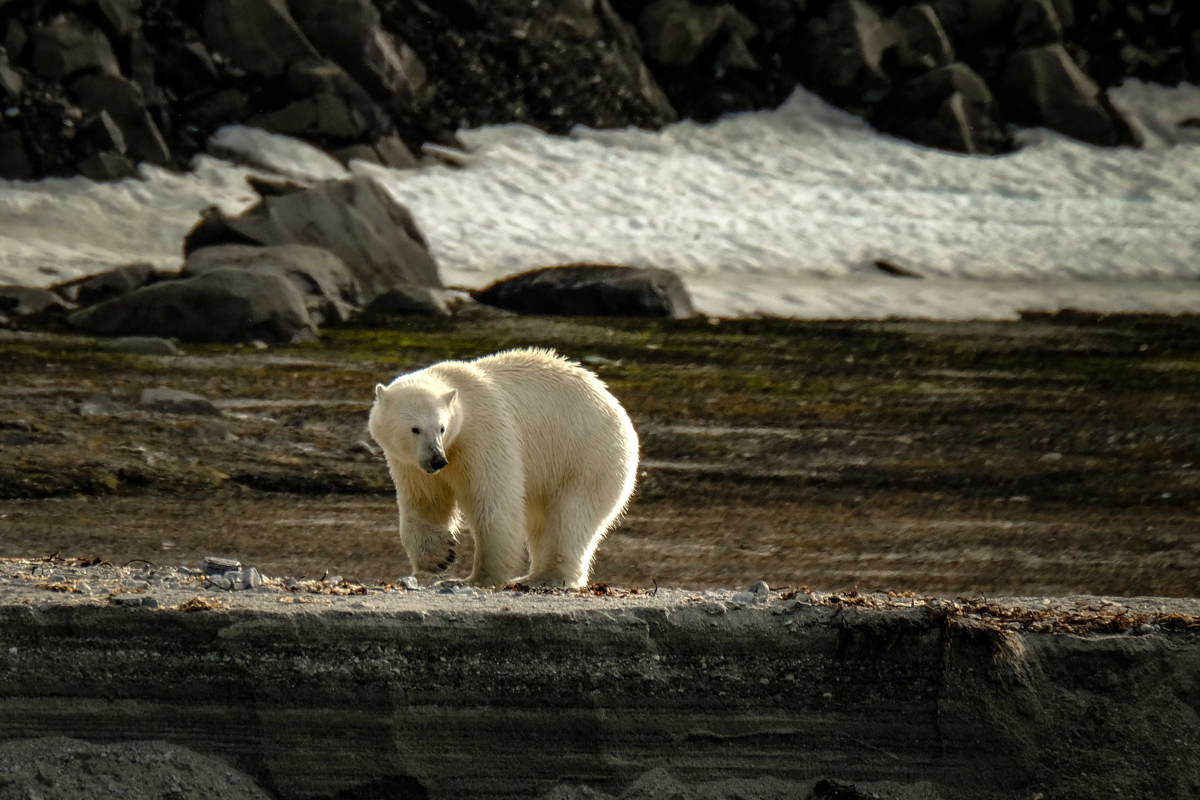 “Can I Hug the Polar Bear?” And Other Funny Questions Outdoor Guides Get. — Photo by Francesco Ungaro on Pexels