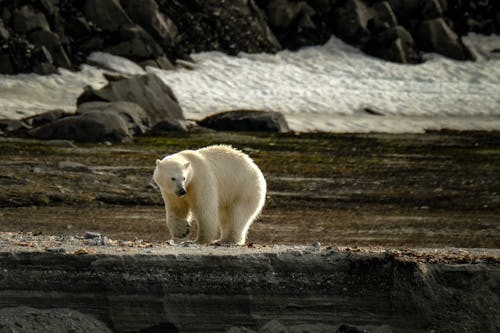 Free A polar bear walking on a rocky beach Stock Photo