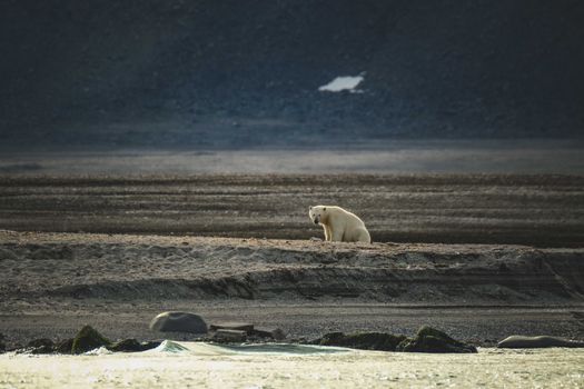 Polar bear zodiac sighting — Svalbard