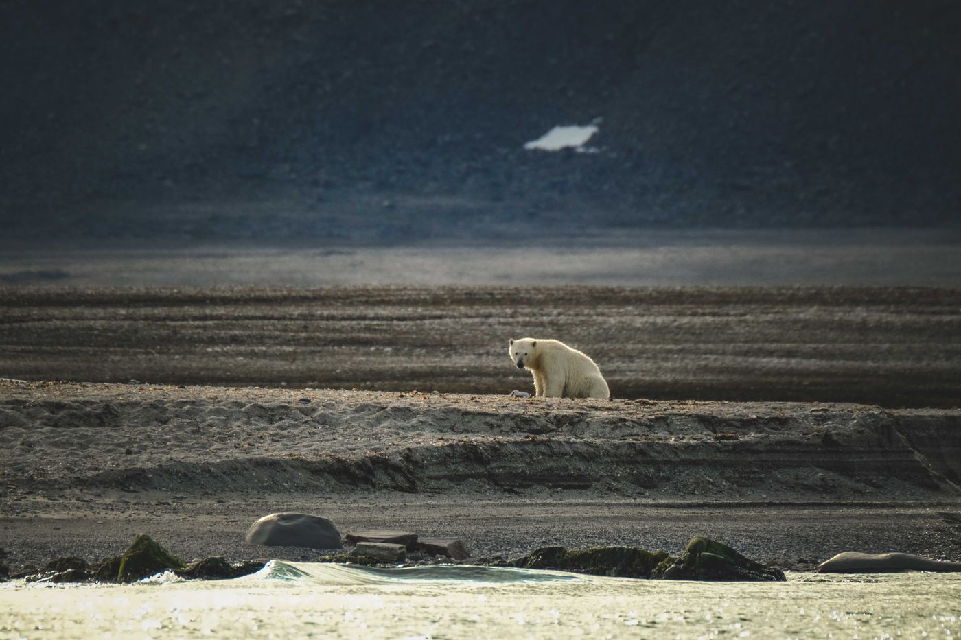 A lone polar bear sitting on a remote Arctic beach