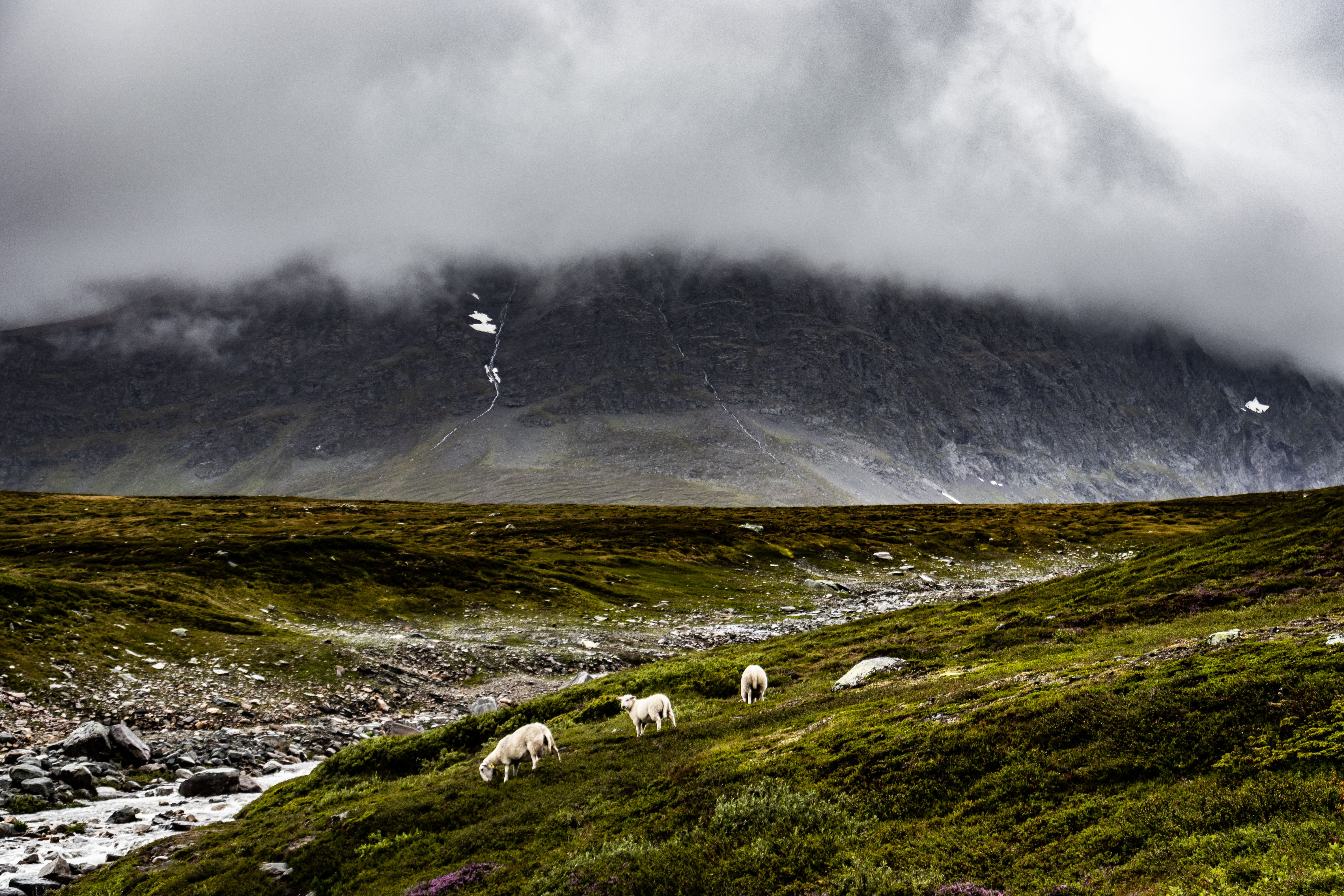 4 Day Inner Evolution Master Plant Retreat in Norway 1