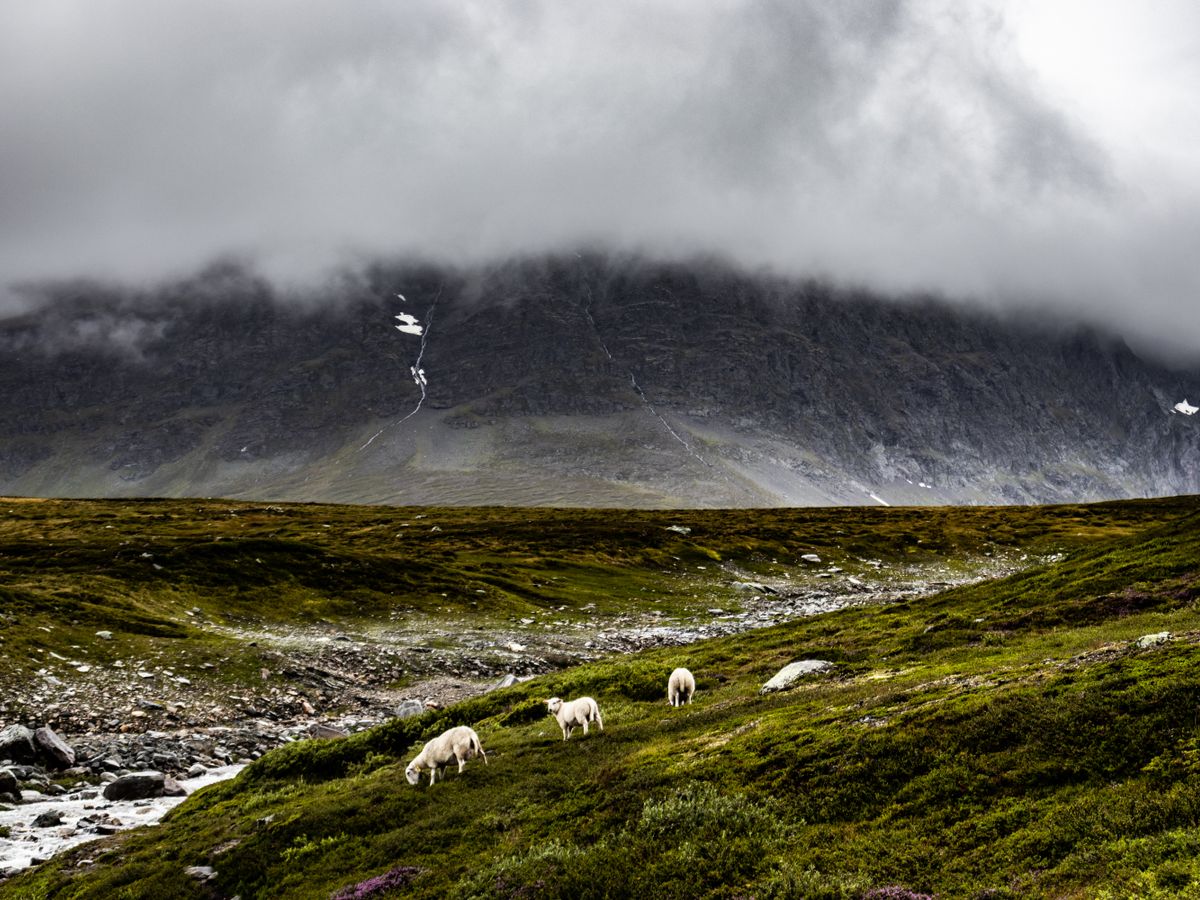 4 Day Inner Evolution Master Plant Retreat in Norway 1