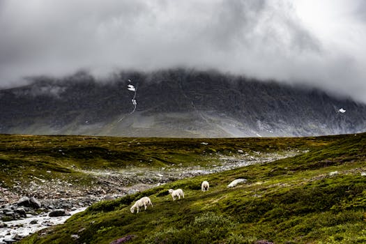 Scenic view of sheep grazing on hills near Gjevilvasshytta, Norway with dramatic mountain backdrop.