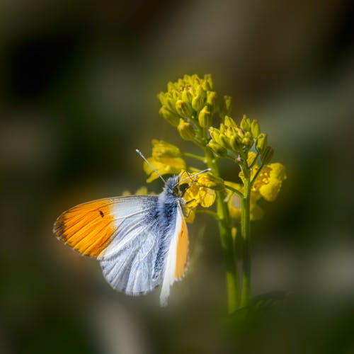 Butterfly on Yellow Flower