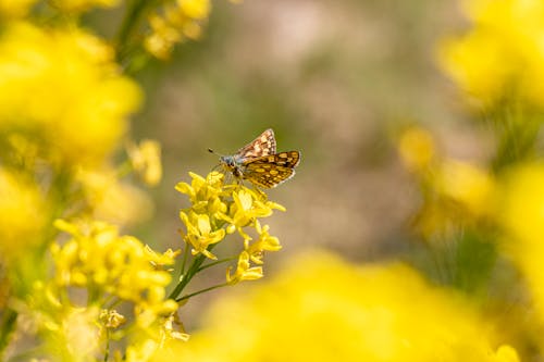 Foto profissional grátis de amarelo, área, borboleta