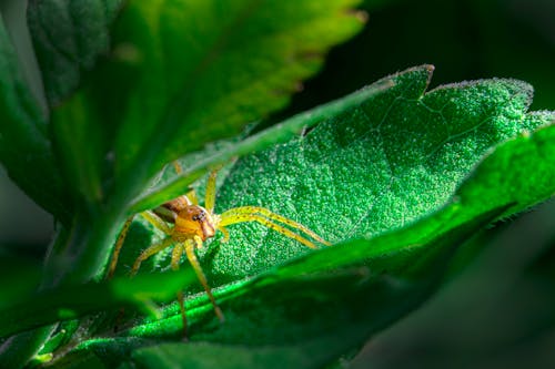 거미, 곤충, 녹색의 무료 스톡 사진