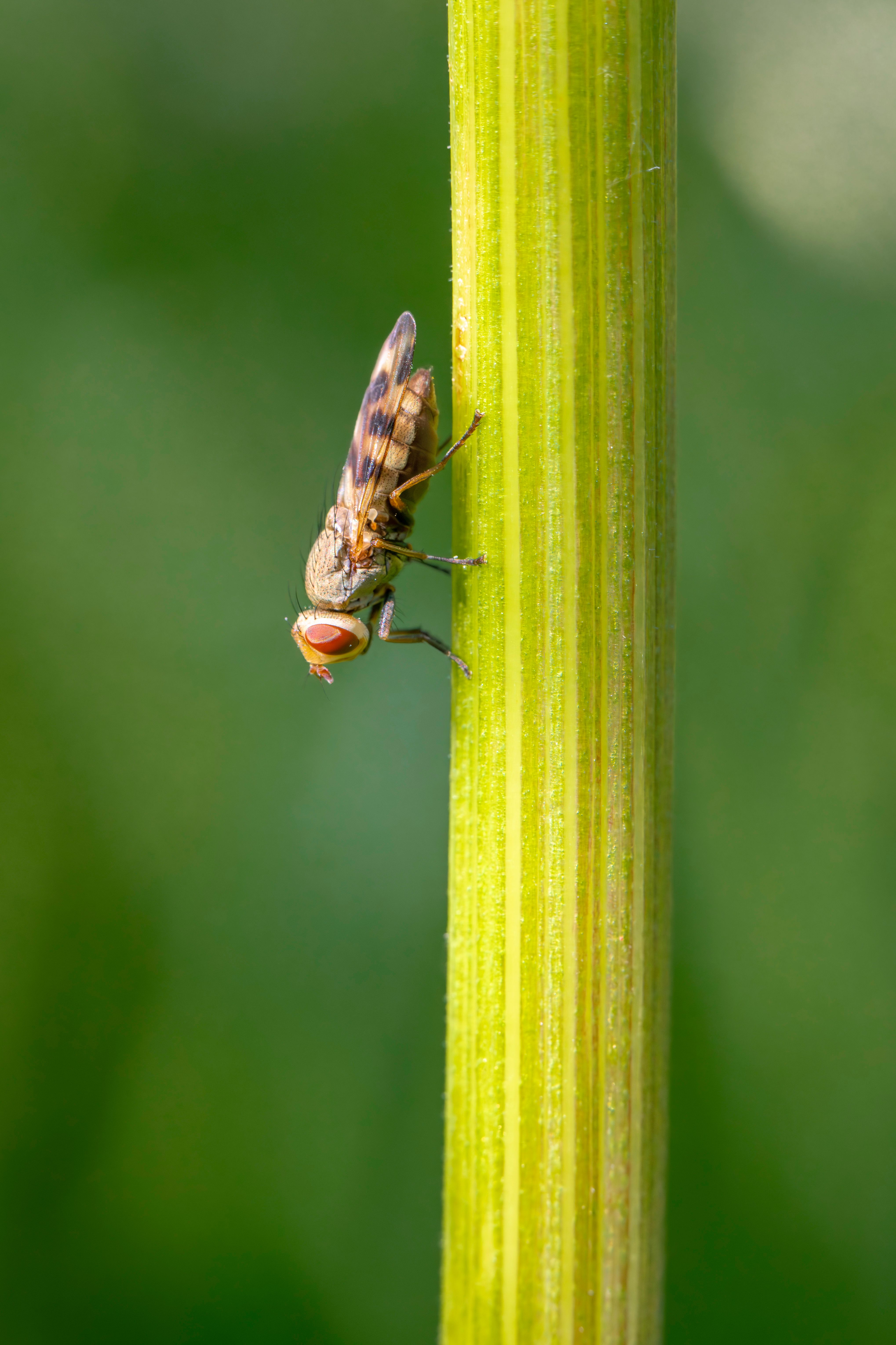 Insect on a Stalk · Free Stock Photo