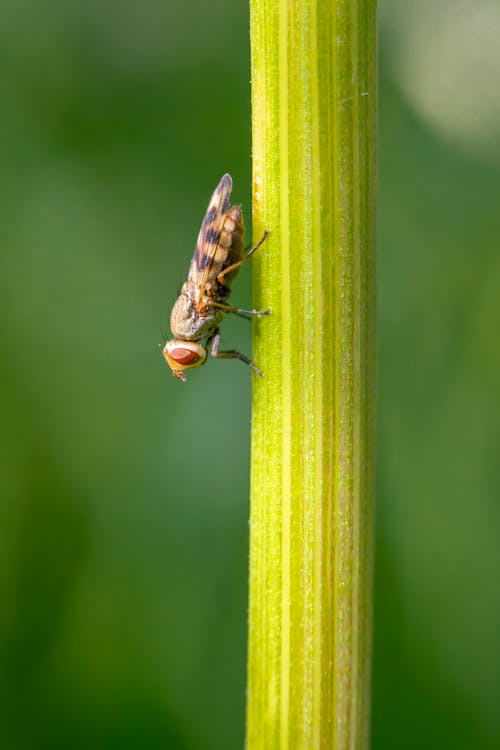 Insect on a Stalk 