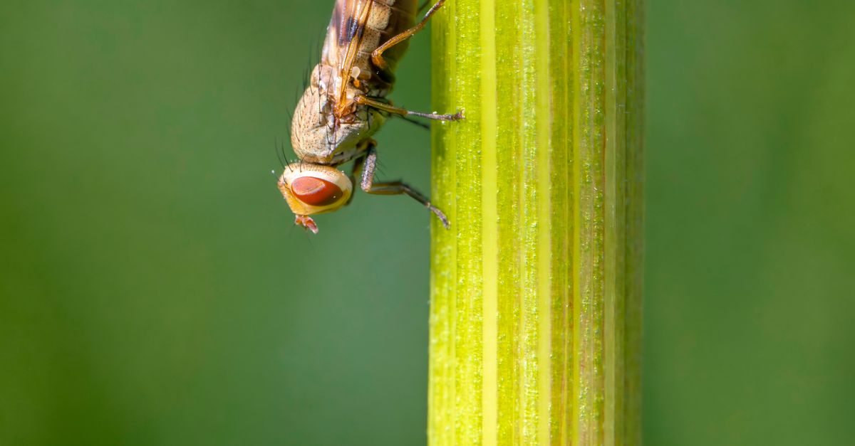 Frog Stalk Insect Insect on a Stalk · Free Stock Photo
