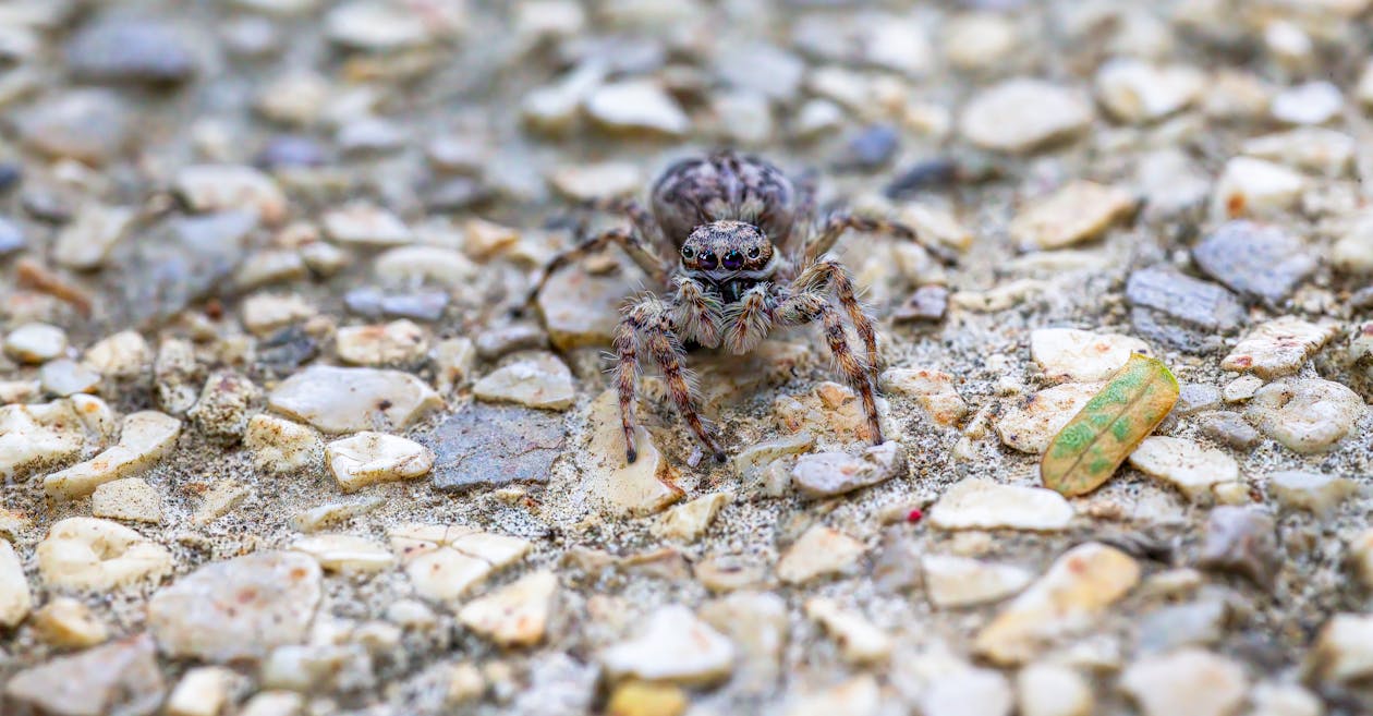 A small spider sitting on the ground with gravel