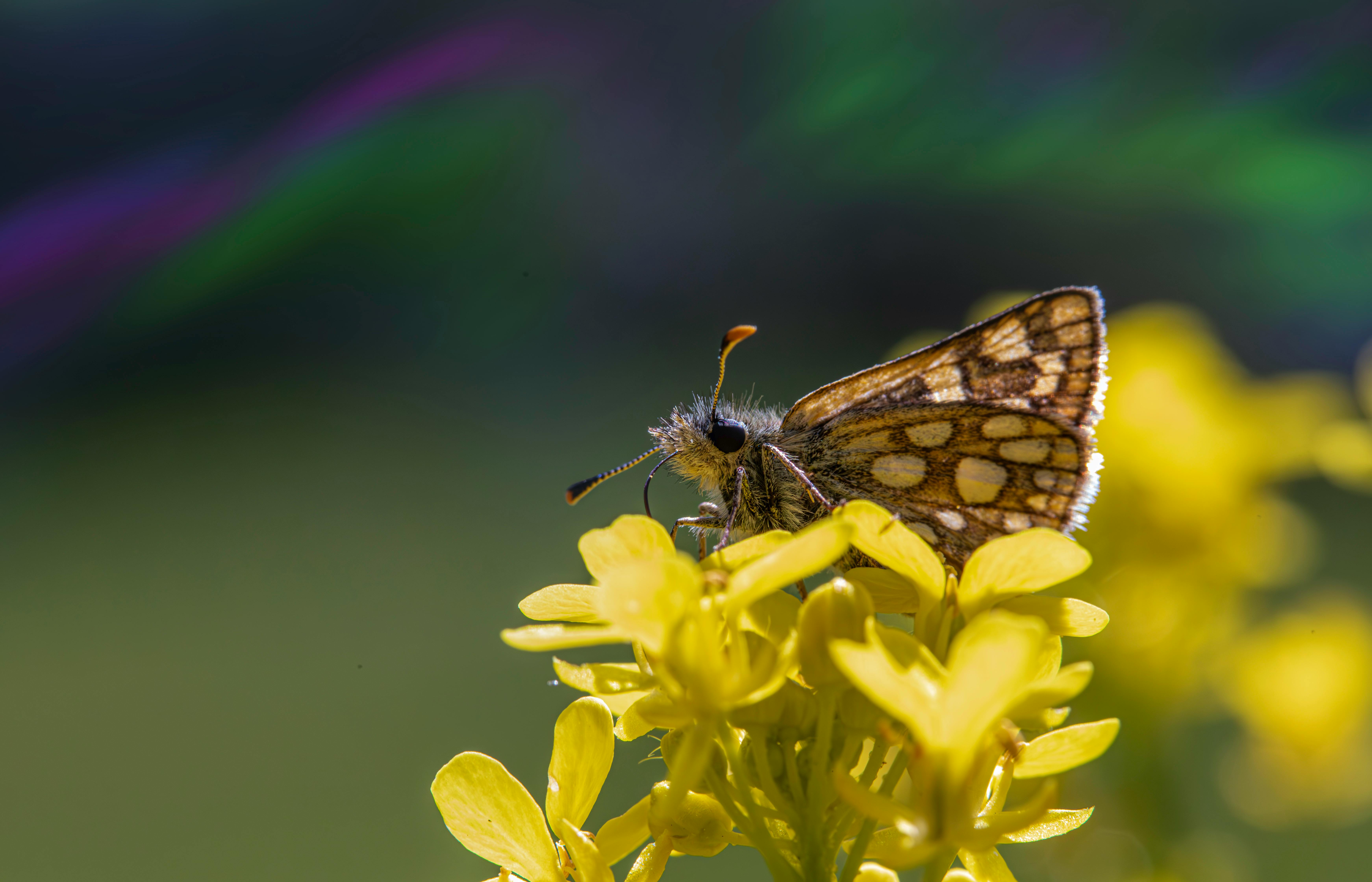 A small butterfly sitting on top of yellow flowers