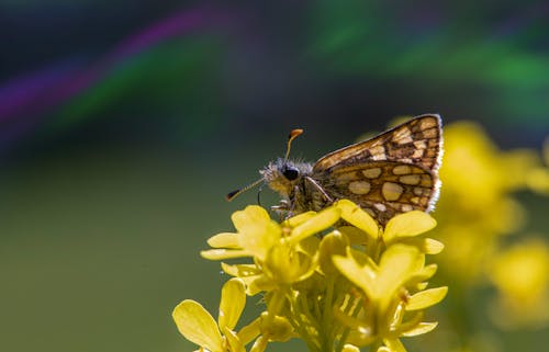 Ingyenes stockfotó állatfotók, fényképek a vadvilágról, pillangó témában