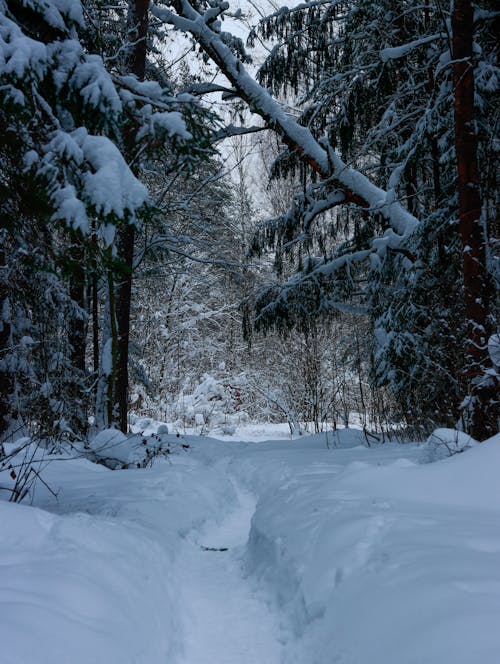 Path in a Coniferous Forest Covered with Snow 