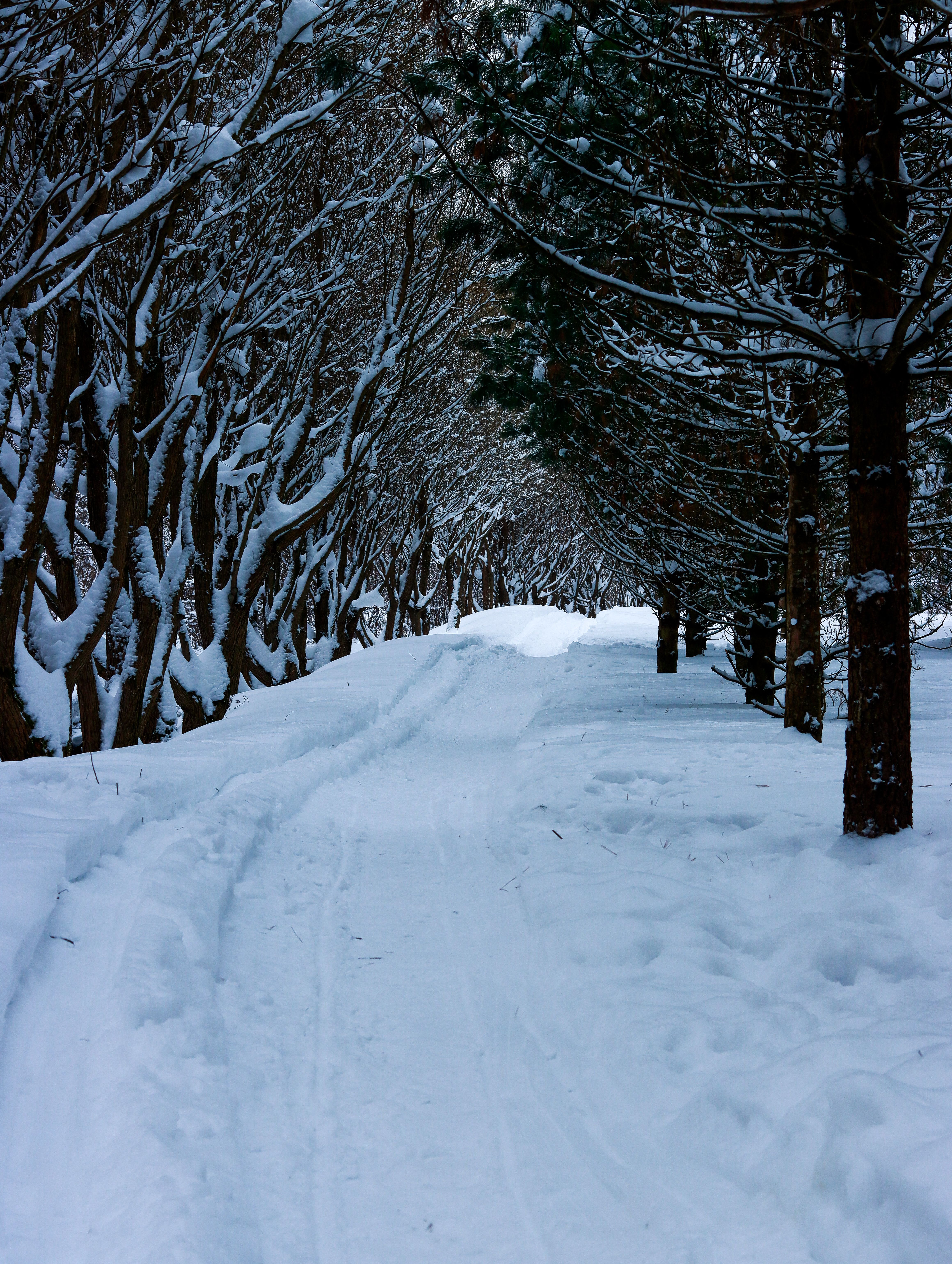 Snow on Dirt Road in Forest · Free Stock Photo