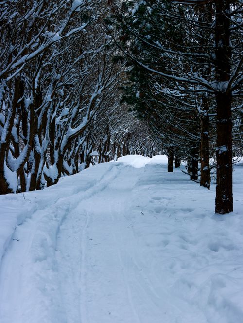 Free A serene snow-covered dirt road winds through a wintery forest filled with tall, leafless trees. Stock Photo
