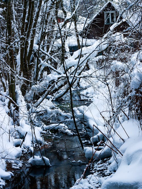 Snow around Stream in Forest in Winter
