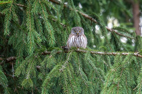 Eurasian Pygmy Owl on Evergreen Tree