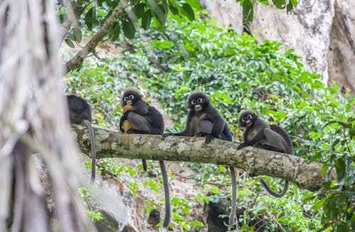 Free A group of monkeys sitting on a tree branch Stock Photo