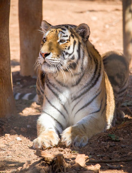 Foto stok gratis fotografi binatang, fotografi binatang liar, harimau